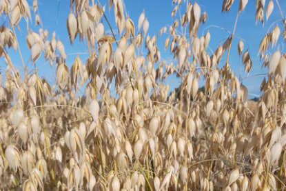 Baner