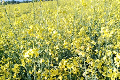 Baner
